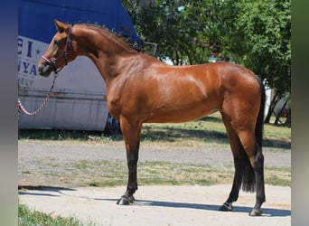 Zangersheide, Yegua, 3 años, 169 cm, Castaño