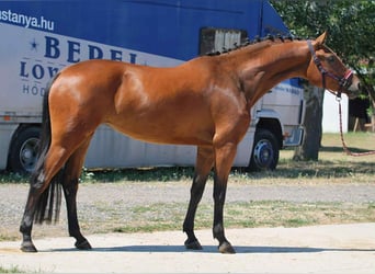 Zangersheide, Yegua, 3 años, 169 cm, Castaño