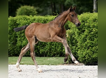 Zangersheide, Yegua, 3 años, 170 cm, Castaño