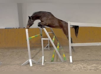 Zangersheide, Yegua, 3 años, 170 cm, Castaño