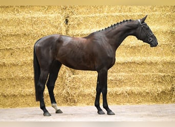 Zangersheide, Yegua, 3 años, 170 cm, Castaño oscuro
