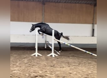 Zangersheide, Yegua, 3 años, 170 cm, Tordillo negro