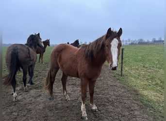 Zangersheide, Yegua, 3 años, Alazán