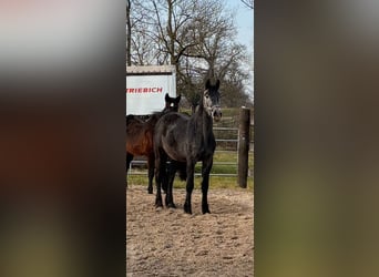 Zangersheide, Yegua, 3 años, Tordillo negro
