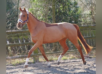 Zangersheide, Yegua, 4 años, 153 cm, Alazán