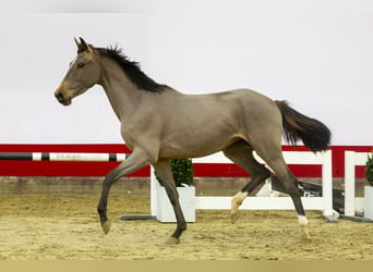 Zangersheide, Yegua, 4 años, 160 cm, Castaño