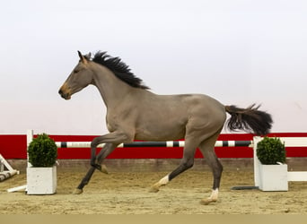 Zangersheide, Yegua, 4 años, 160 cm, Castaño