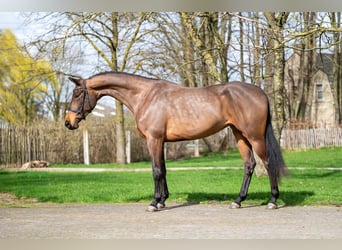 Zangersheide, Yegua, 4 años, 162 cm