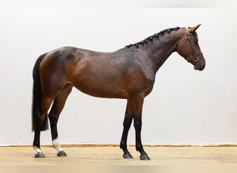 Zangersheide, Yegua, 4 años, 162 cm, Castaño oscuro