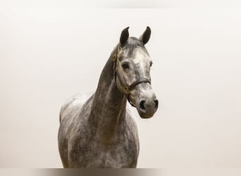 Zangersheide, Yegua, 4 años, 164 cm