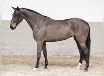 Zangersheide, Yegua, 4 años, 164 cm, Castaño