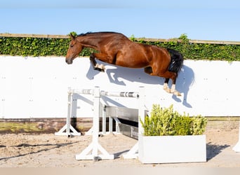 Zangersheide, Yegua, 4 años, 164 cm, Castaño oscuro