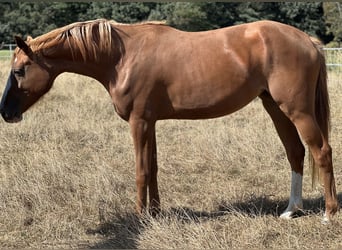 Zangersheide, Yegua, 4 años, 165 cm, Alazán