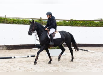Zangersheide, Yegua, 4 años, 165 cm, Negro