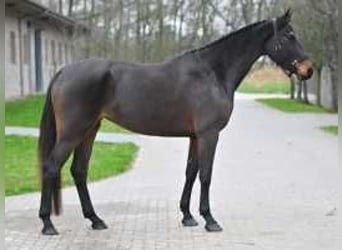 Zangersheide, Yegua, 4 años, 167 cm, Castaño oscuro