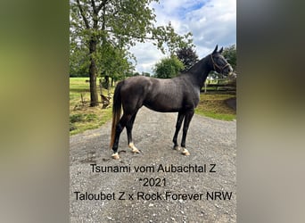 Zangersheide, Yegua, 4 años, Musgo