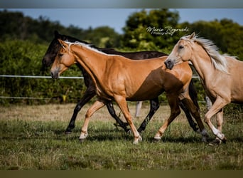 Zangersheide, Yegua, 5 años, 156 cm, Palomino