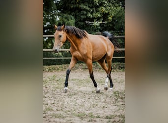 Zangersheide, Yegua, 5 años, 157 cm, Buckskin/Bayo