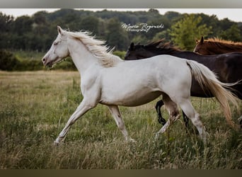 Zangersheide, Yegua, 5 años, 160 cm, Cremello