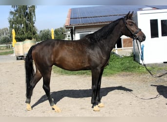 Zangersheide, Yegua, 5 años, 163 cm, Castaño oscuro
