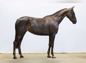 Zangersheide, Yegua, 5 años, 164 cm, Alazán