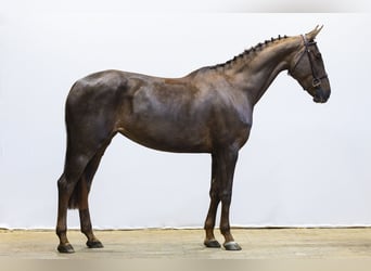 Zangersheide, Yegua, 5 años, 164 cm