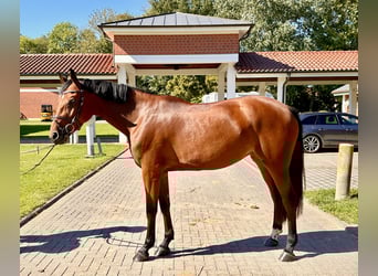Zangersheide, Yegua, 5 años, 164 cm, Castaño