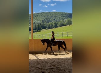 Zangersheide, Yegua, 5 años, 164 cm, Negro