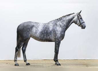 Zangersheide, Yegua, 5 años, 165 cm