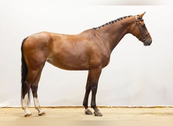 Zangersheide, Yegua, 5 años, 165 cm, Castaño