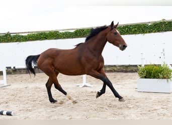 Zangersheide, Yegua, 5 años, 166 cm, Castaño