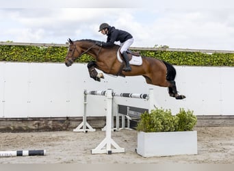 Zangersheide, Yegua, 5 años, 166 cm, Castaño