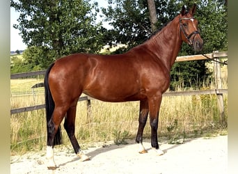Zangersheide, Yegua, 5 años, 167 cm, Castaño