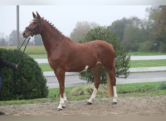 Zangersheide, Yegua, 5 años, 168 cm, Alazán