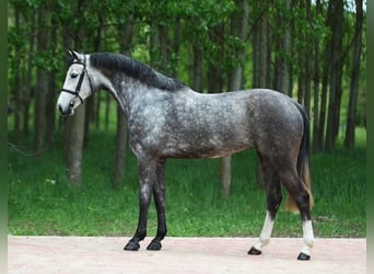 Zangersheide, Yegua, 5 años, 168 cm, Tordo rodado