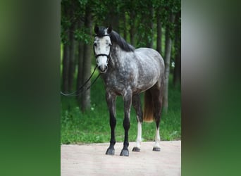 Zangersheide, Yegua, 5 años, 168 cm, Tordo rodado