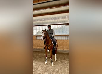 Zangersheide, Yegua, 5 años, 170 cm, Alazán