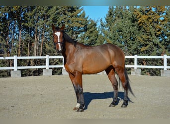 Zangersheide, Yegua, 5 años, 170 cm, Castaño