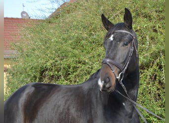 Zangersheide, Yegua, 5 años, 170 cm, Castaño oscuro