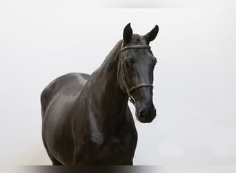 Zangersheide, Yegua, 5 años, 170 cm, Negro