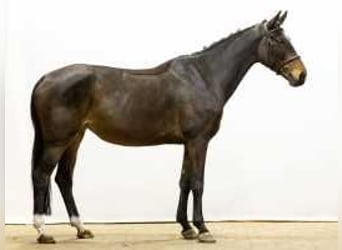 Zangersheide, Yegua, 5 años, Castaño oscuro