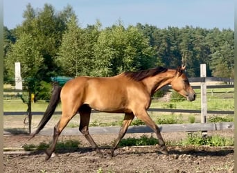 Zangersheide, Yegua, 6 años, 156 cm, Castaño