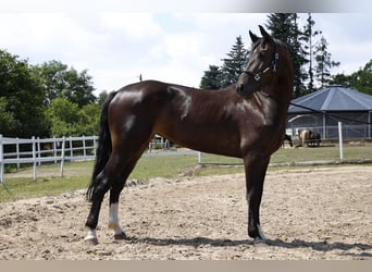 Zangersheide, Yegua, 6 años, 162 cm, Castaño oscuro