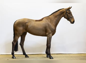 Zangersheide, Yegua, 6 años, 165 cm, Castaño