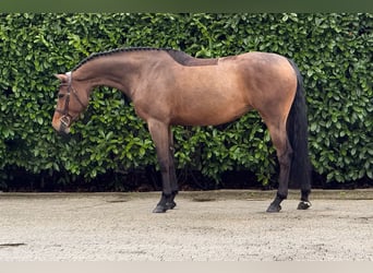 Zangersheide, Yegua, 6 años, 165 cm, Castaño rojizo