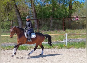 Zangersheide, Yegua, 6 años, 168 cm, Castaño rojizo
