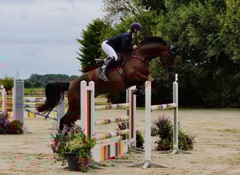 Zangersheide, Yegua, 6 años, 170 cm, Castaño oscuro