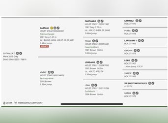 Zangersheide, Yegua, 6 años, Tordo