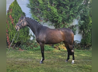 Zangersheide, Yegua, 7 años, 163 cm, Castaño