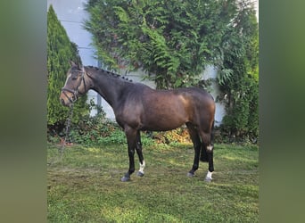 Zangersheide, Yegua, 7 años, 163 cm, Castaño